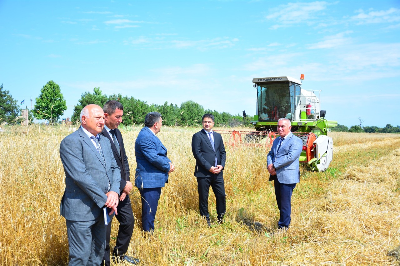 Ağstafada taxıl biçini işləri davam edir - FOTOLAR